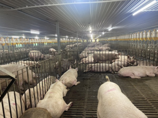 Dự toán chi phí khi chăn nuôi heo thịt và hạch toán đầu tư xây dựng chuồng trại