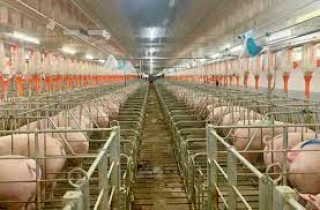 Hồ sơ xin dự án đầu tư trang trại chăn nuôi heo thịt 24.000 con
